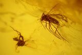 Fossil Flies (Diptera) and a Spider (Araneae) In Baltic Amber #150702-2